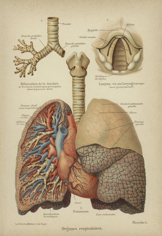 Organes respiratoires humains - German School
