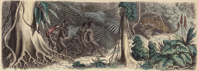 Jungle au Brésil - German School