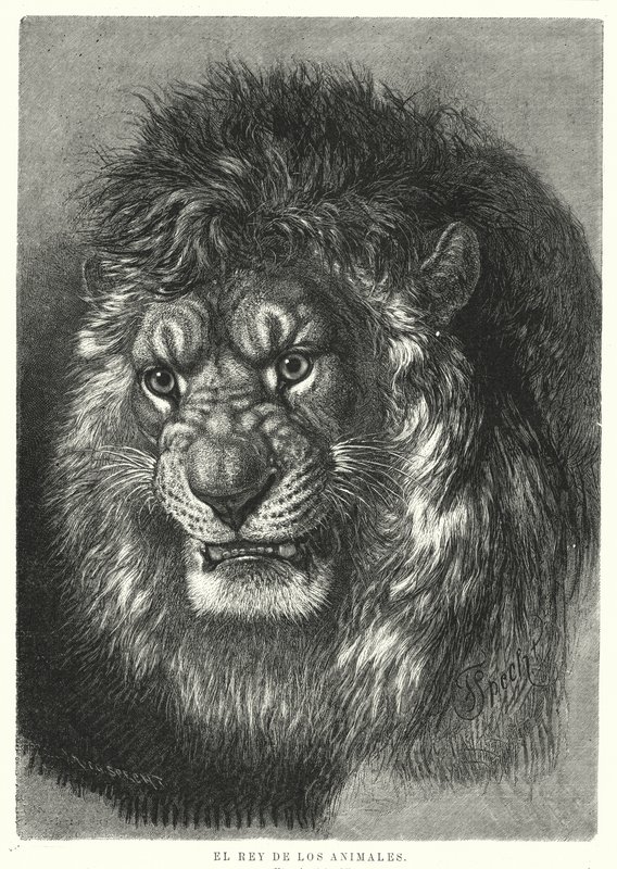Lion : roi des animaux - German School