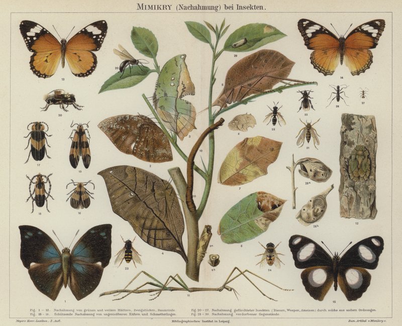 Mimétisme chez les insectes - German School
