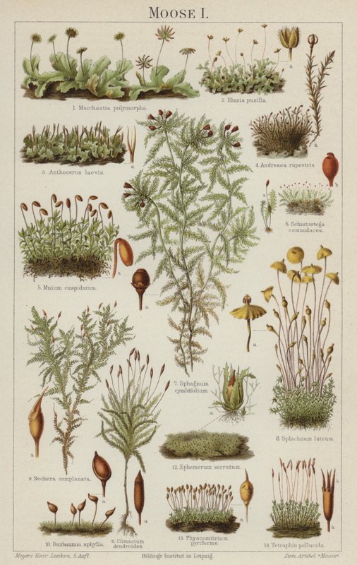 Mousses (lithographie en couleur) - German School