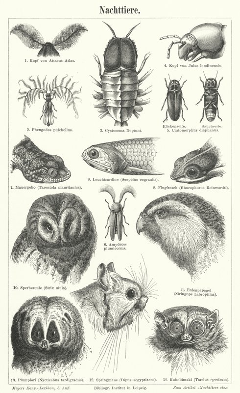 Animaux nocturnes - German School