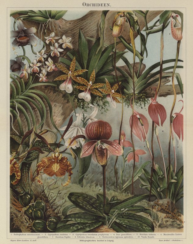 Orchidées - German School