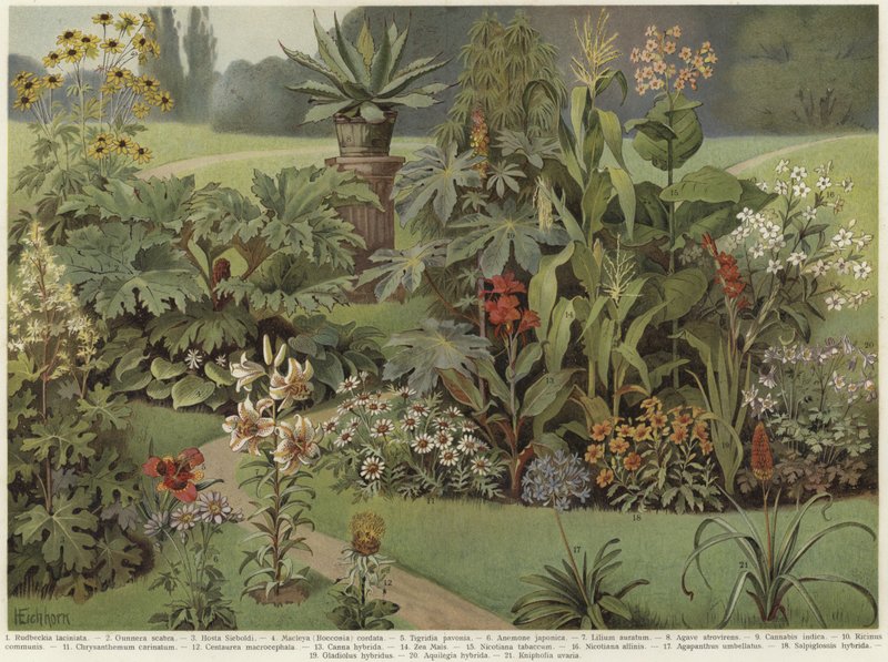 Plantes ornementales - German School