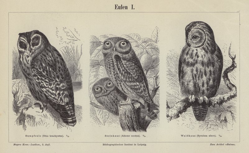 Chouettes (gravure) - German School