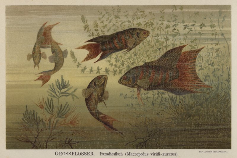 Poissons de paradis - German School