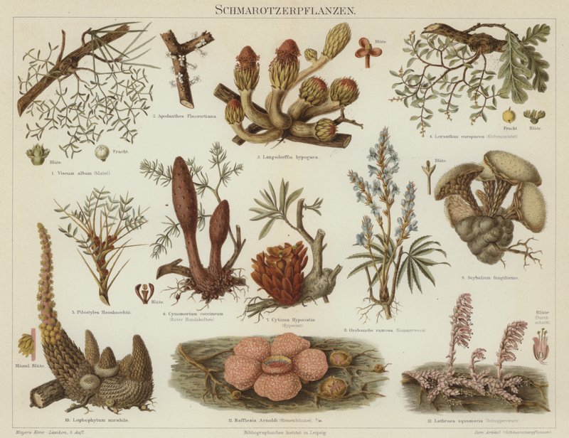 Plantes parasites - German School