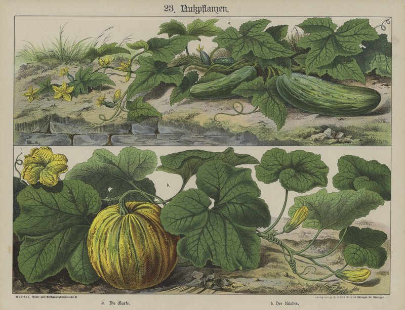 Plantes - German School
