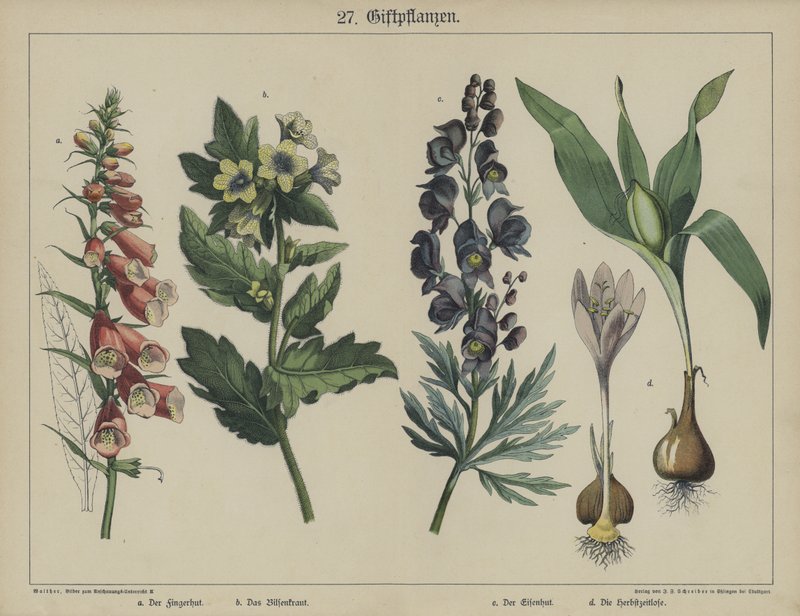 Plantes - German School
