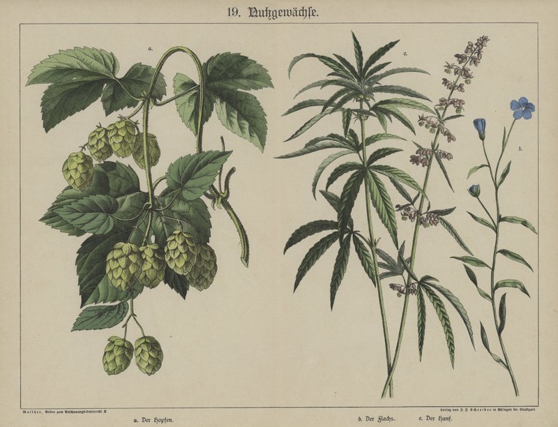 Plantes - German School