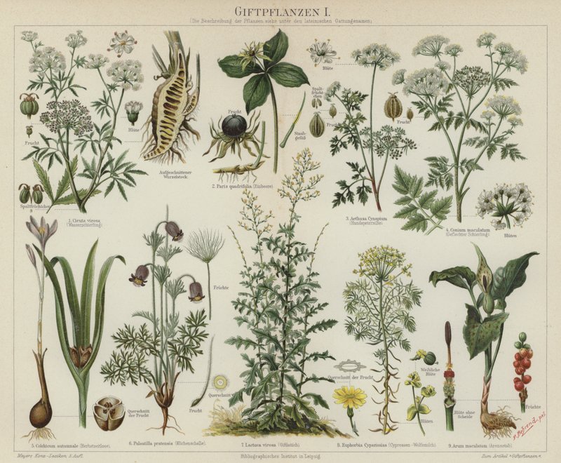 Plantes vénéneuses - German School