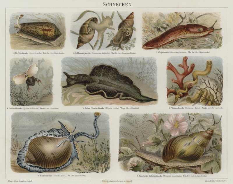 Escargots - German School