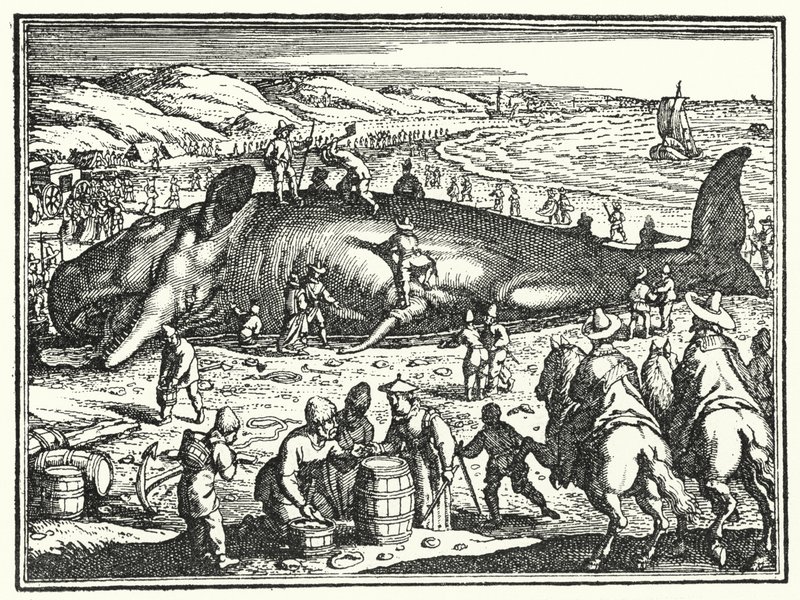 La baleine d