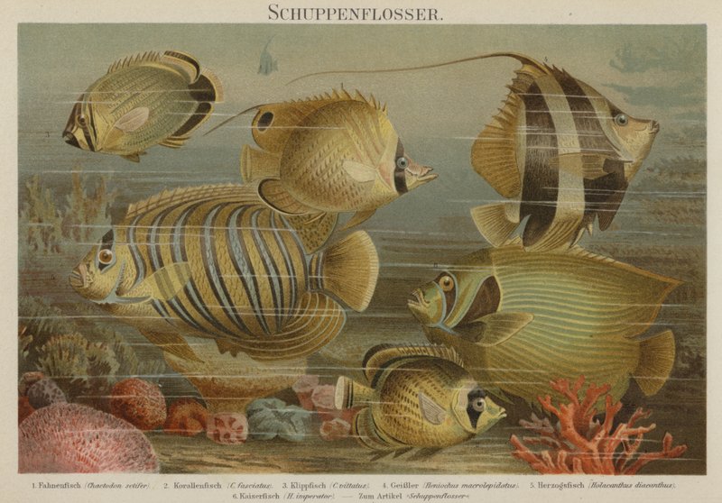 Poissons de mer tropicaux - German School