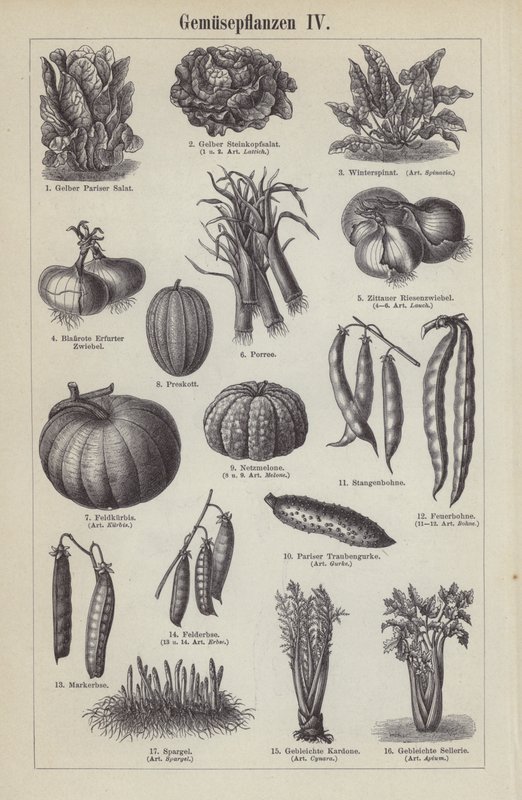 Légumes - German School