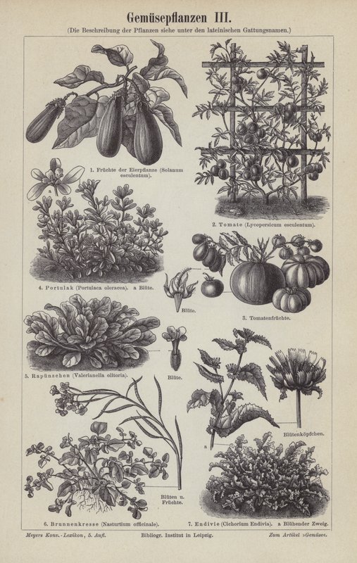 Légumes - German School