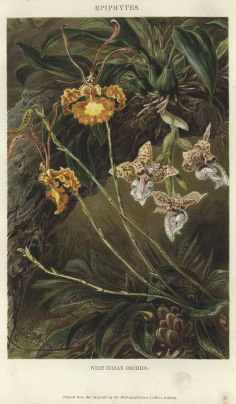 Orchidées des Antilles - German School