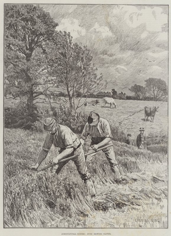 Scènes agricoles, juin, fauchage du trèfle - Gunning King