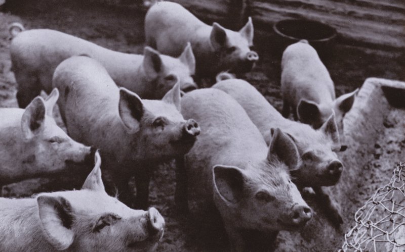 Cochons - Harold Burdekin