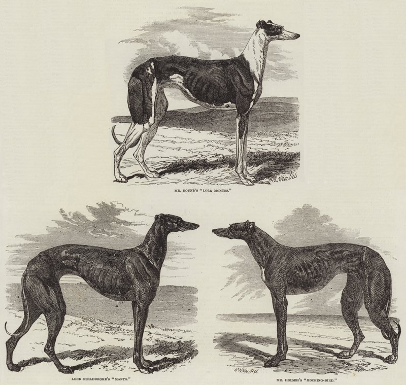 Réunion de coursing à Newmarket - Harrison William Weir