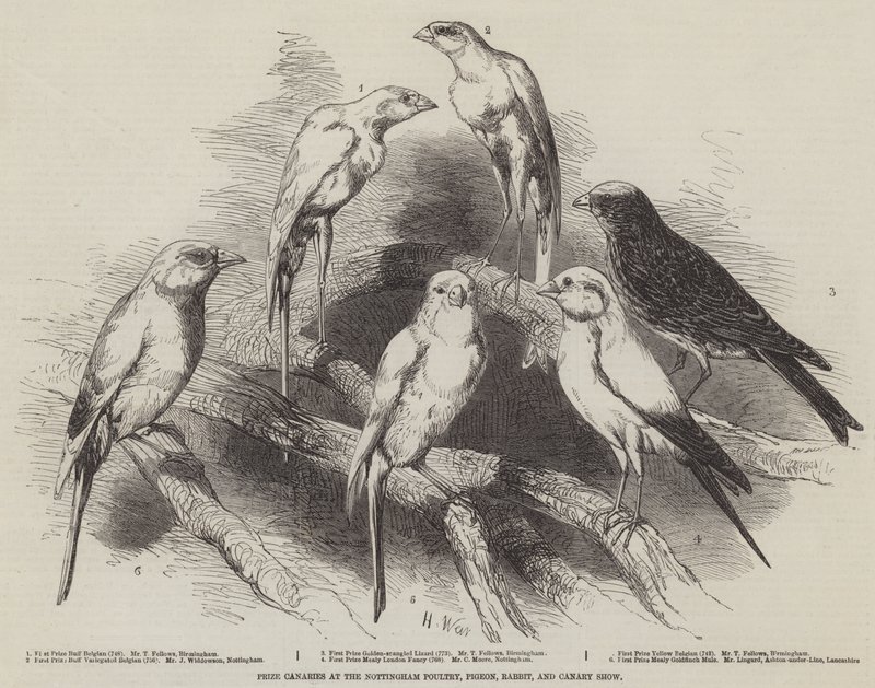 Canaris primés à l