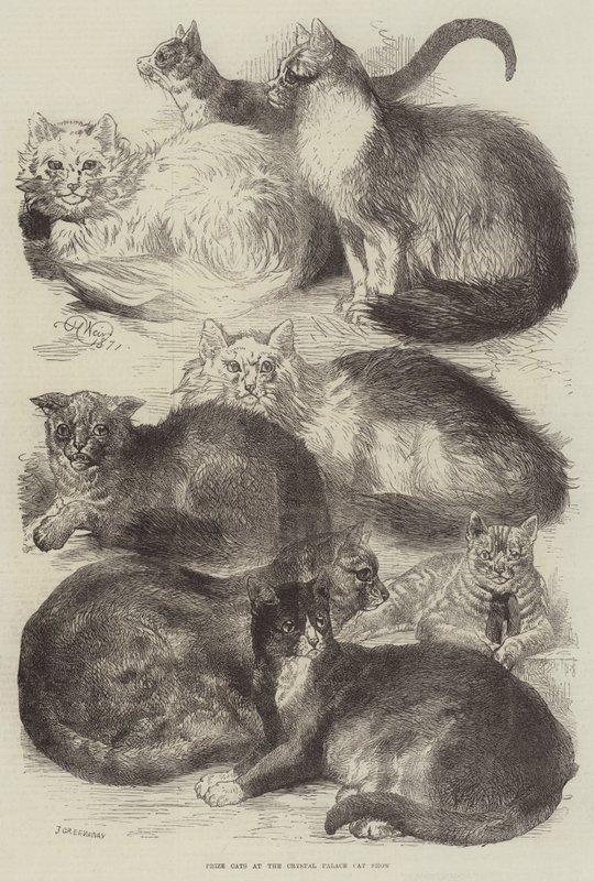 Chats primés à l