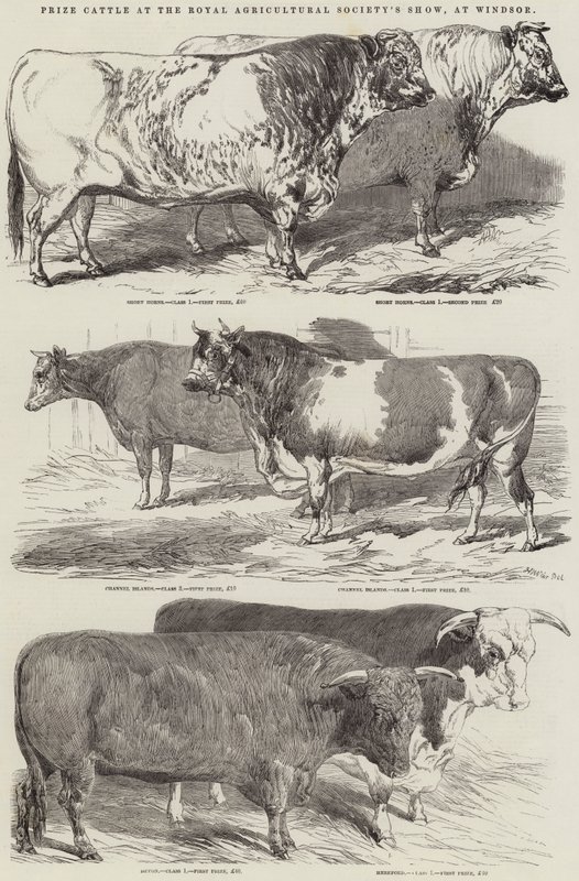Bétail primé au salon de la Royal Agricultural Society, à Windsor - Harrison William Weir