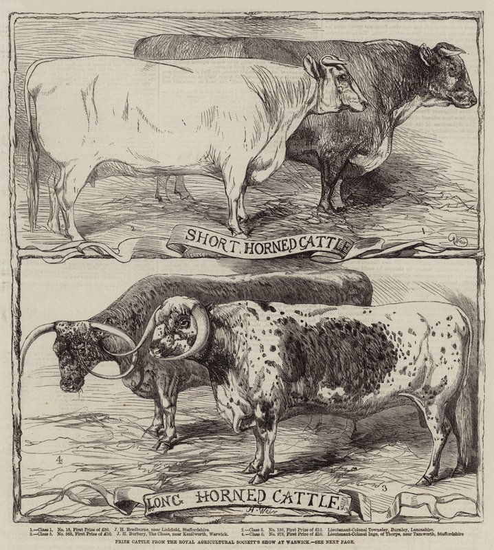 Bétail primé du Royal Agricultural Society