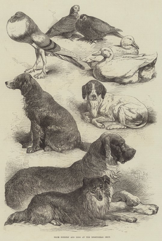 Volaille et chiens primés à l