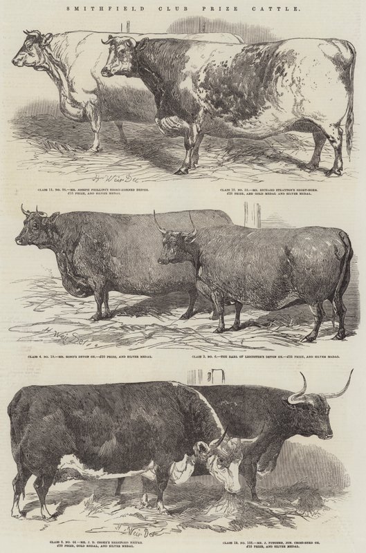 Bétail primé du Smithfield Club - Harrison William Weir