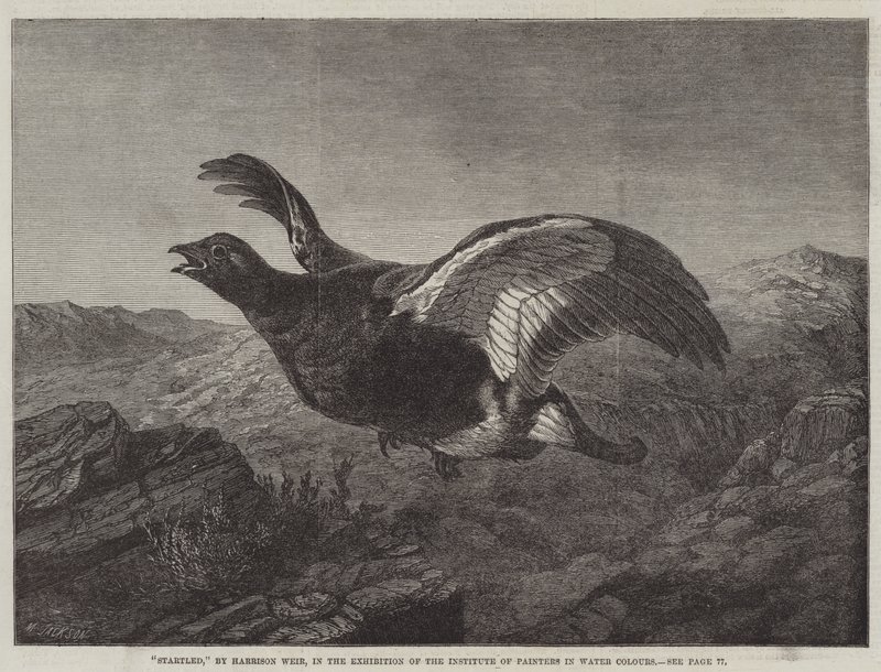 Effrayé - Harrison William Weir