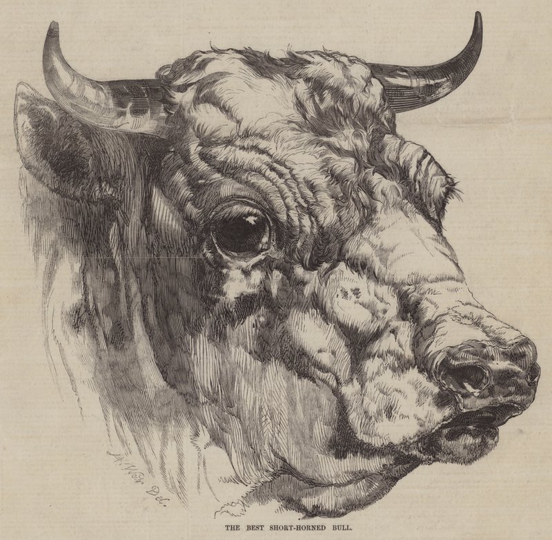 Le meilleur taureau à courtes cornes - Harrison William Weir