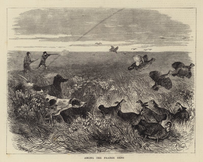 Parmi les poules des prairies - Harrison William Weir