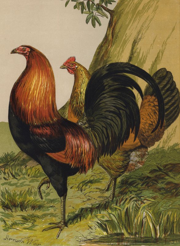 Jeu rouge à poitrine noire - Harrison William Weir