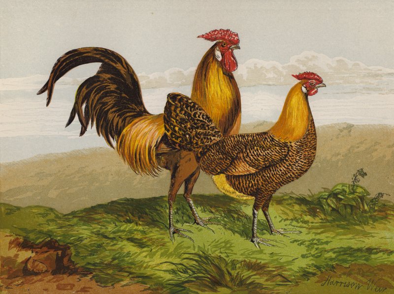 Hambourgs Dorés à Crayon - Harrison William Weir