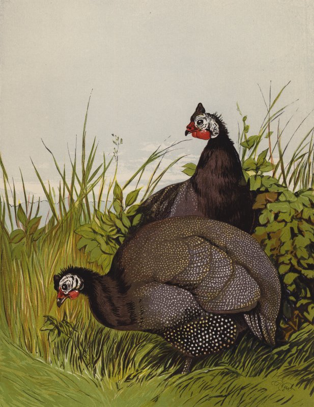 Pintades (chromolithographie) - Harrison William Weir