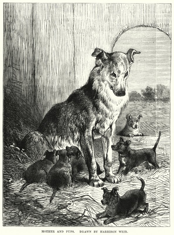 Mère et chiots - Harrison William Weir