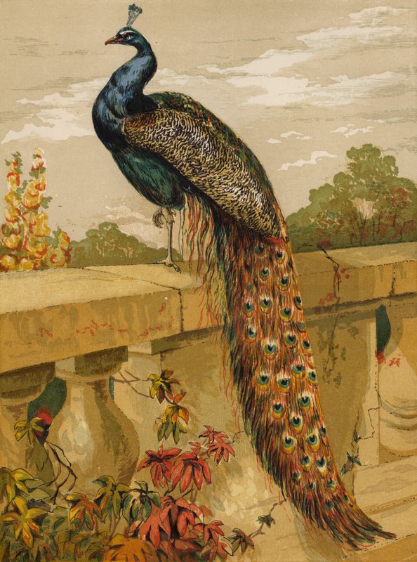 Paon (chromolithographie) - Harrison William Weir