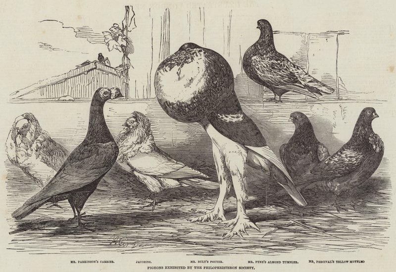 Pigeons exposés par la Société Philoperisteron - Harrison William Weir
