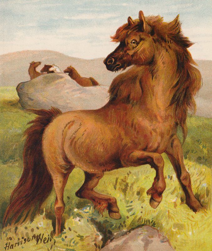 Poneys Shetland - Harrison William Weir