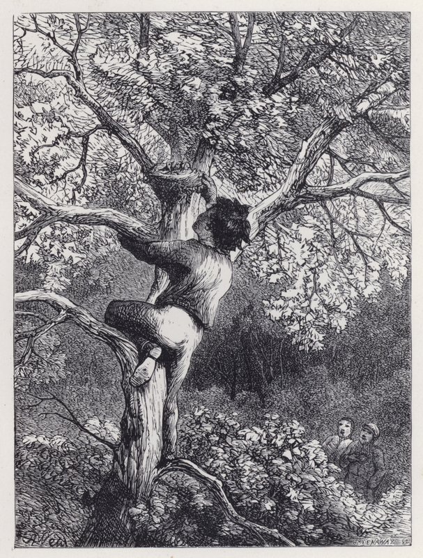 Prendre le nid des linottes (gravure) - Harrison William Weir