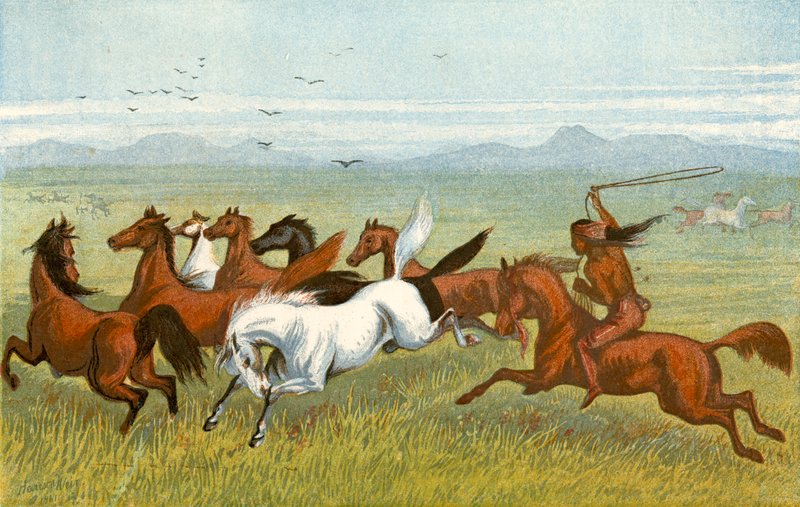 Le Cheval - 
