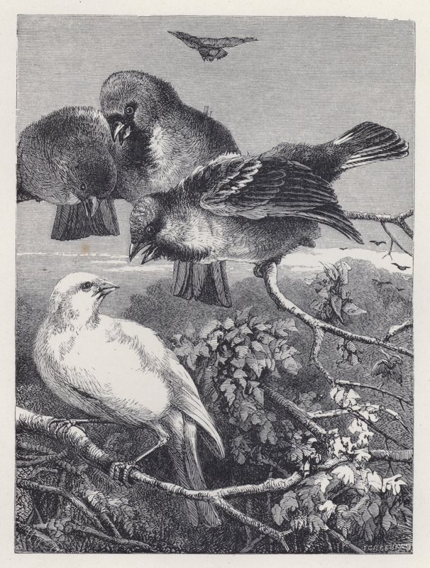 Le canari persécuté (gravure) - Harrison William Weir
