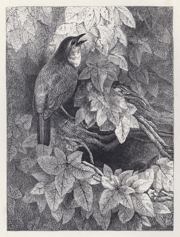 Le nid des rouges-gorges (gravure) - Harrison William Weir