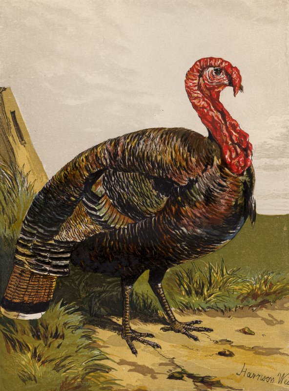 Dinde (chromolithographie) - Harrison William Weir