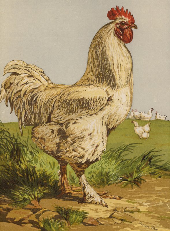 Coq Cochin blanc (chromolithographie) - Harrison William Weir