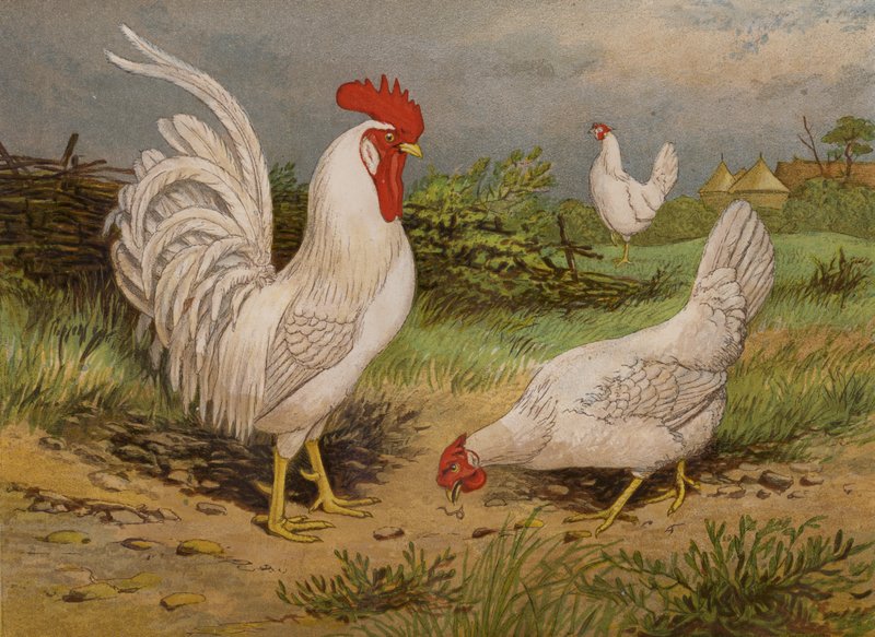 Leghorns blancs (chromolithographie) - Harrison William Weir