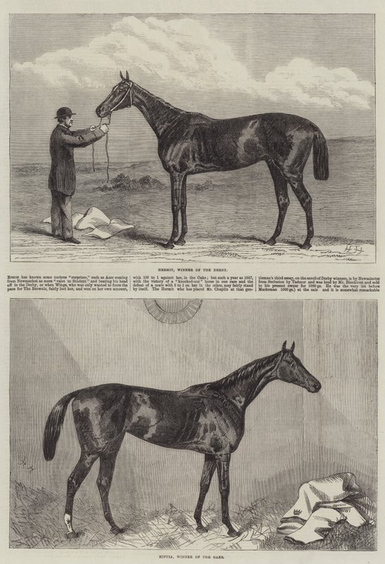 Cheval de course - Harry Hall
