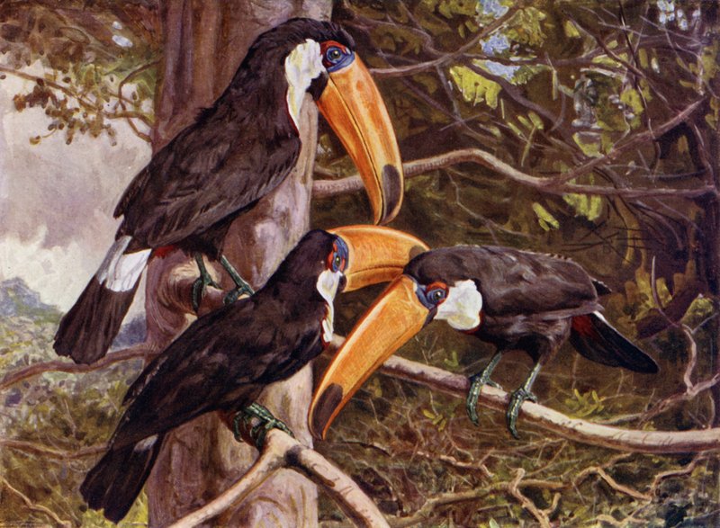 Un groupe de Toucans Toco - Harry Hamilton Johnston