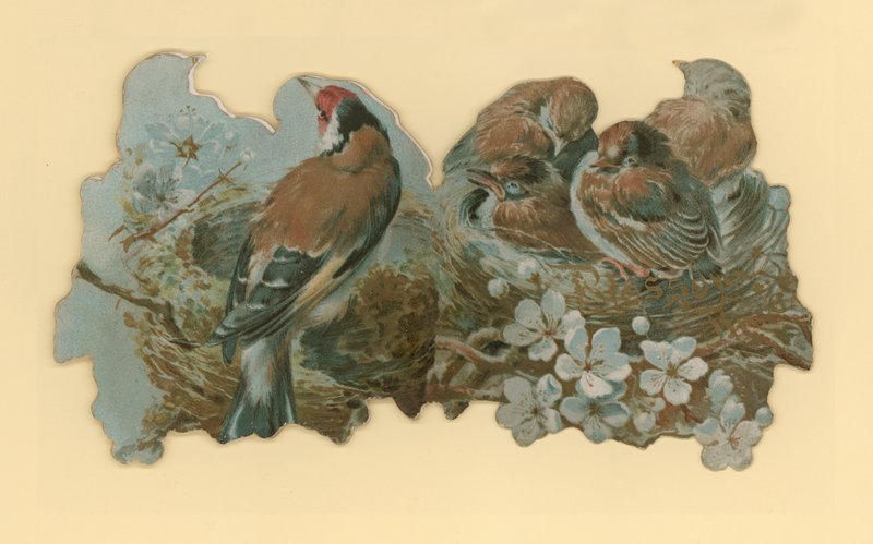Oiseaux - Hector Giacomelli